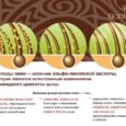 Шампунь Snake Factor, 200 мл